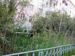 Посадили и забыли? В Якутске гибнут зеленые насаждения