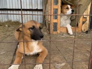 Директор Пункта передержки: «Тепло запущено, корм и вакцины для животных есть»  