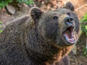 Жуткий случай в Вилюйском районе