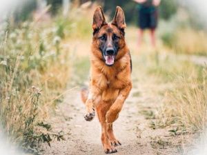 В Октемском наслеге  применяют опыт инвентаризации собак