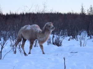 Будни обитателей Плейстоценового парка. Фотографии 