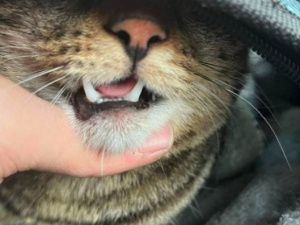 Били битой, кололи глаза, резали пилой: В Якутске вынесен приговор садисту-живодеру