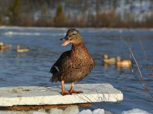 В Минэкологии Якутии призвали прекратить кормить уток на озерах, чтобы они могли улететь на юг