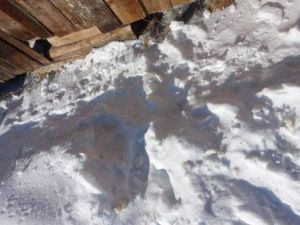 В Якутии двое мужчин украли из кладовки около 30 килограммов оленины