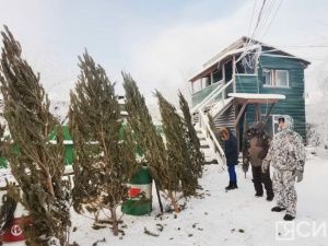 «Пышные или миниатюрные»: в Якутске началась продажа живых елей и сосен к Новому году
