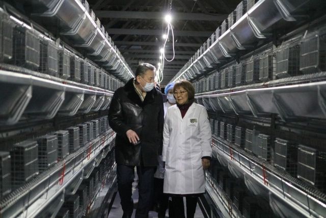 Цех по выращиванию молодняка открыли на Якутской птицефабрике