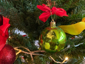 Живая ель на Новый год: как получить ее законно в Якутске