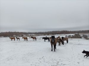 На якутском «гектаре» развивают традиционное коневодство