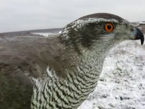 Фотофакт: В Якутии хищная птица прилетела на забой мяса