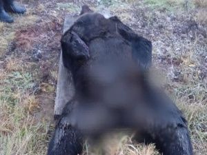 В Томмоте ликвидировали забредшего в город медведя