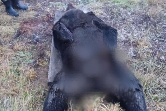 В Томмоте ликвидировали забредшего в город медведя