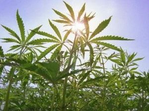 Наркотикосодержащие растения должны быть уничтожены