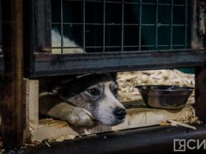 В Якутске не намерены применять эвтаназию по отношению к бездомным животным