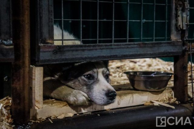 В Якутске не намерены применять эвтаназию по отношению к бездомным животным