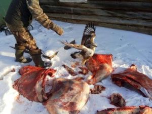 Фотофакт: В Якутии хищная птица прилетела на забой мяса