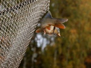 В Якутии разрешили рыбачить сетями на речных и озерных участках