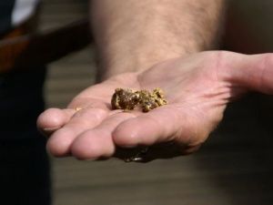 В Якутии будут судить жителя Омской области за незаконный оборот драгметаллов на 11 миллионов