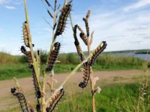 В Якутске работают федеральные специалисты по борьбе с сибирским шелкопрядом