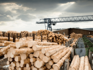 ФРП расширил линейку и возможности программ льготных займов для проектов по переработке леса