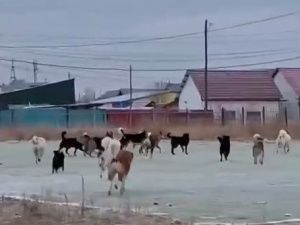 Когда закончится беспредел с собаками? Общественное объединение "Северные псы" обратилось к властям Якутии