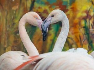 Фламинго Гриша из Якутии принят стаей сородичей