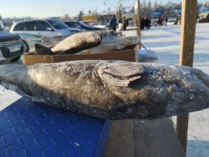 Департамент ветеринарии Якутии поставил под сомнение качество рыбы на ярмарке «Рыба Якутии — 2019»