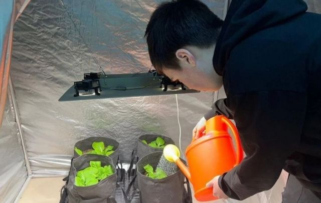 В школьной теплице в арктическом посёлке Тикси сняли замечательный урожай