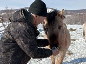Пенсионер из Оймяконского района благодаря соцконтракту стал коневодом