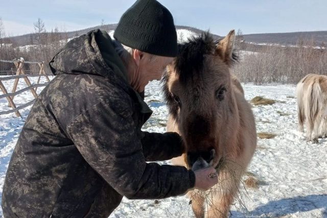 Пенсионер из Оймяконского района благодаря соцконтракту стал коневодом