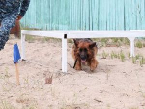 Среди кинологов УФСИН проведены командные соревнования
