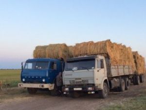 В Чурапчинский улус завезут сено