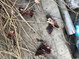 В соцсетях сообщается о собачьих останках, обнаруженных в районе Столичного рынка в Якутске