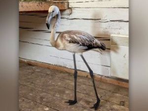 Розового фламинго Гришу отправили самолетом в зоопарк Красноярска