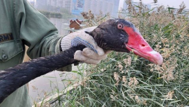 Черного лебедя на озере Щорса пытались поймать на крючок