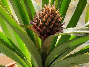 В Якутске агроном-любитель выращивает на подоконнике ананасы