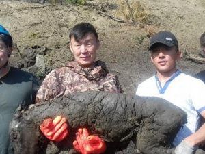 Euronews про якутского жеребенка из вечной мерзлоты 