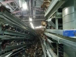 Прокуратура подала иск к Нюрбинской птицефабрике