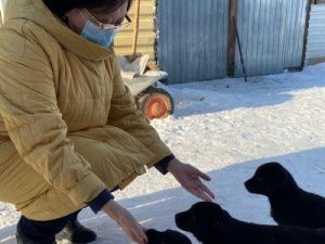 Сардана Авксентьева: "В ближайшее время несколько тысяч собак на законных основаниях будут жить на улицах нашего города"