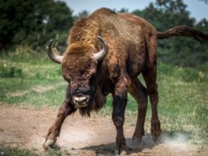 По слухам и существу: В питомнике Усть-Буотама бизон напал на туристов