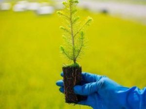 Власти Якутии рассматривают возможность создания лесопитомников