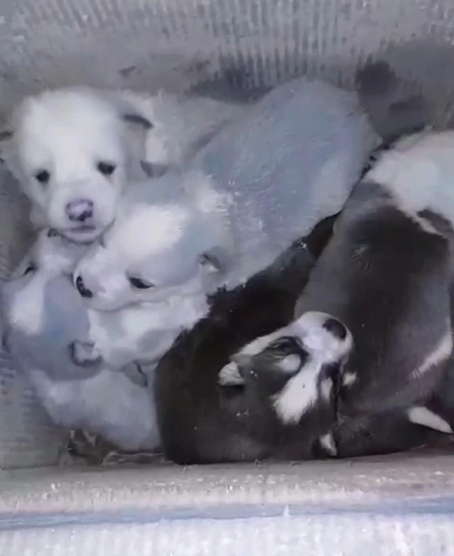 В Якутии в лютый мороз на улицу выкинули коробку с щенятами