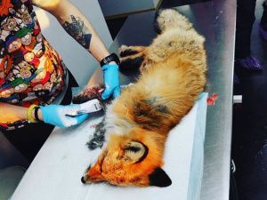 Зоозащитники спасли лису, угодившую в капкан на Зеленом лугу