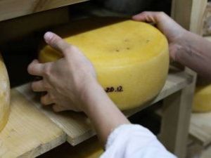 В Якутии открылось производство сыра из молока аборигенной породы коровы