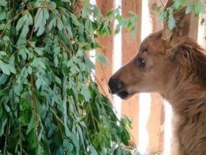 В «Орто Дойду» рассказали, как проходит лето в зоопарке