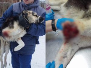 Якутские волонтеры спасли бездомную собаку с оторванной лапой. Животное угодило в силок на зайца
