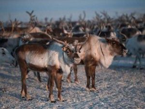 Резидент IT-парка Якутии занялся облегчением труда оленеводов