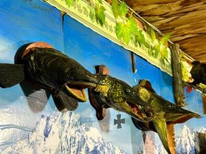 Зайцы-спортсмены и ондатра-супермен: необычные чучела животных делает таксидермист из Якутии