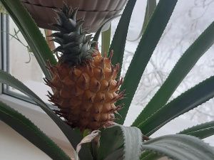 В Якутске агроном-любитель выращивает на подоконнике ананасы