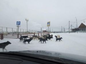 Дикая свора собак напала на мужчину