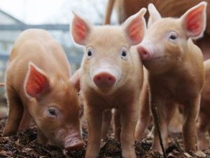 В Якутии модернизируют свинокомплекс и в 10 раз увеличат производство мяса 